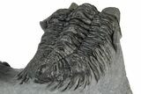 Bug-Eyed Coltraneia Trilobite Fossil - Ofaten, Morocco #354445-4